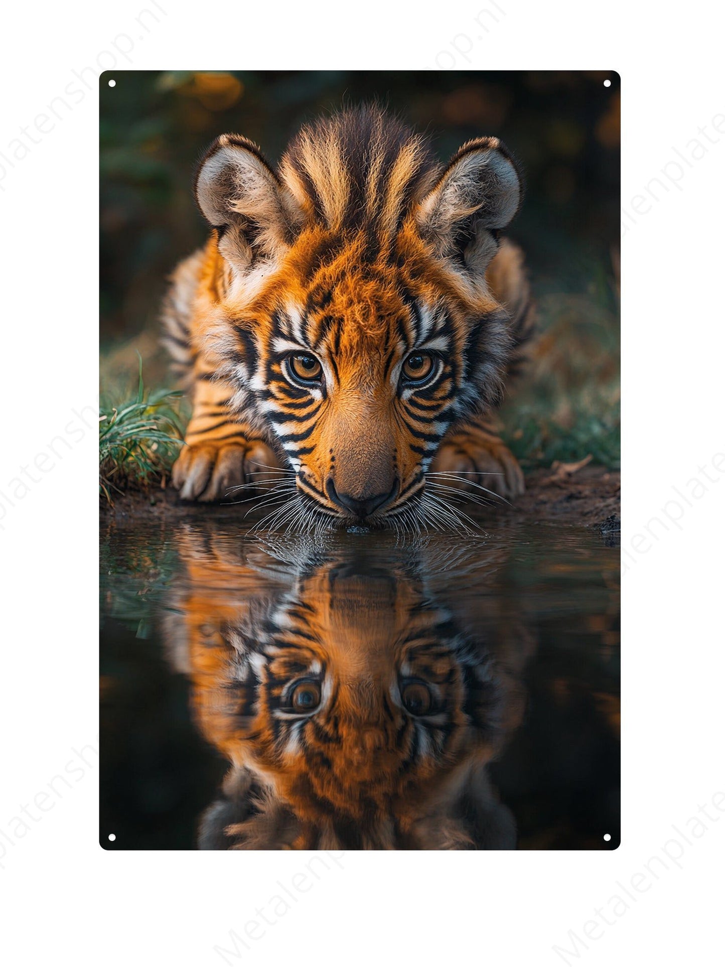 Tijger